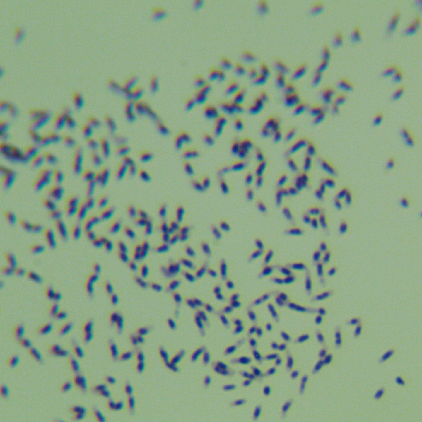 Wolbachia-BNCC