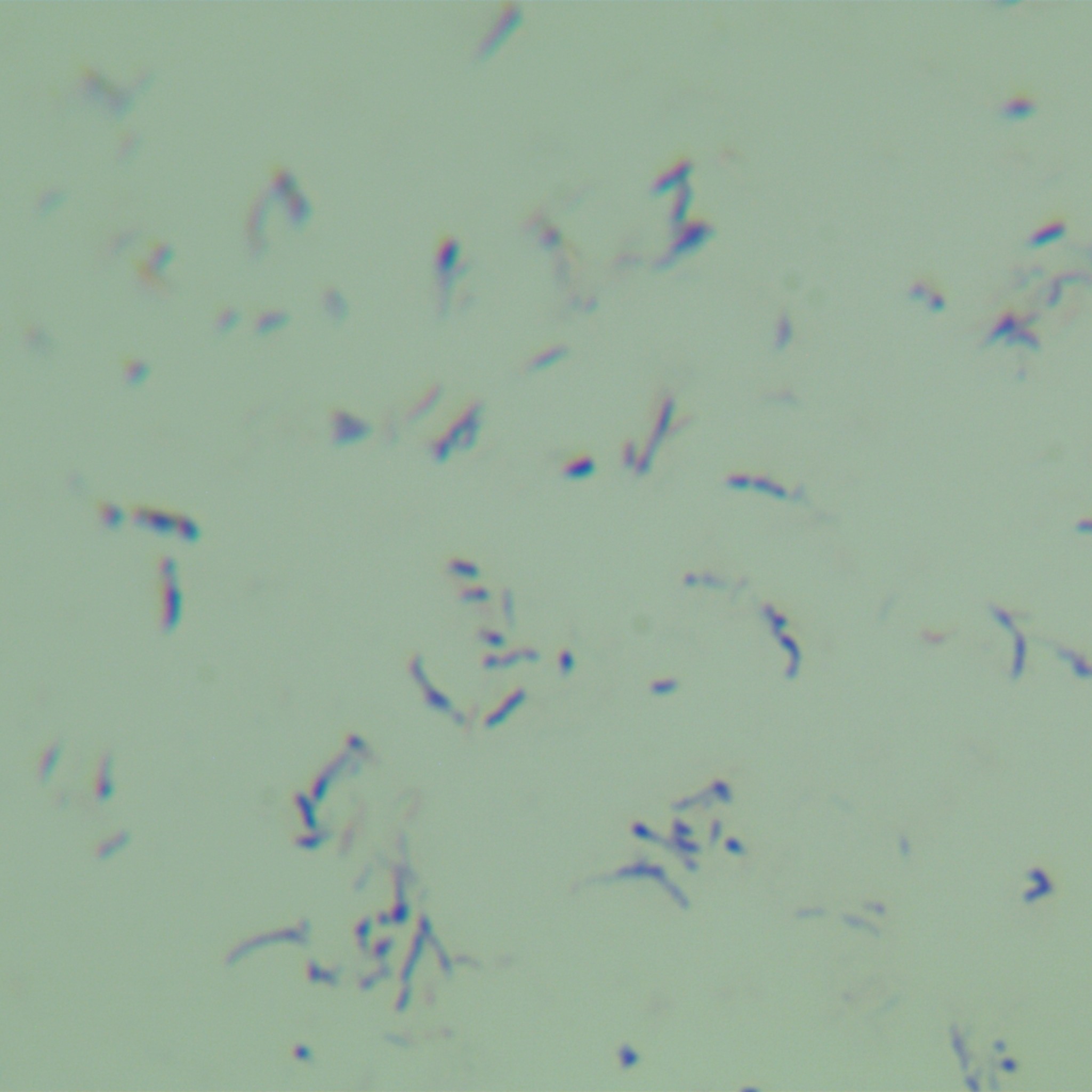 Botrytis cinerea-BNCC