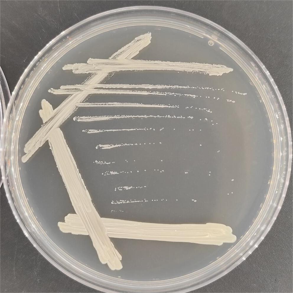 Houston mycobacteria-BNCC