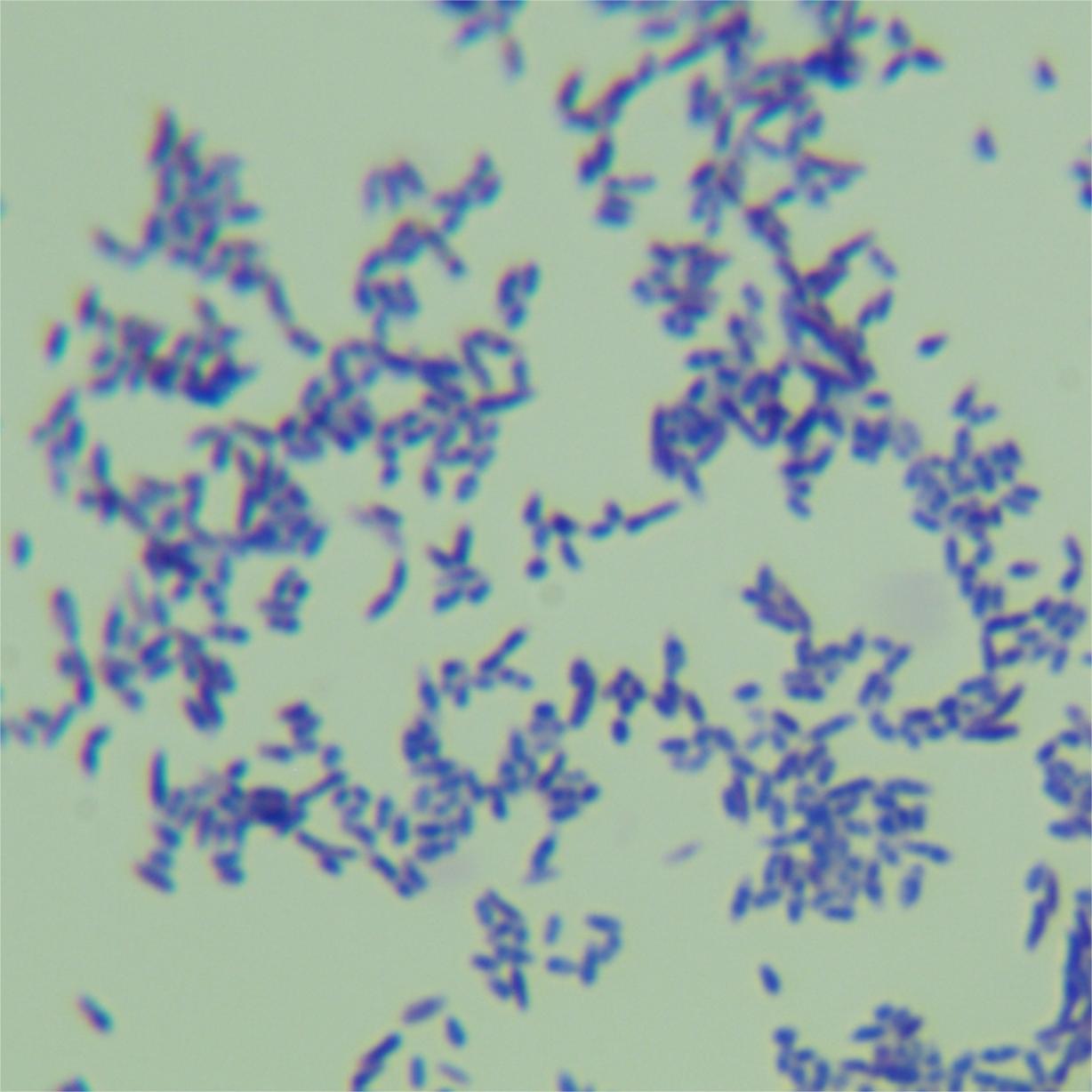 Houston mycobacteria-BNCC