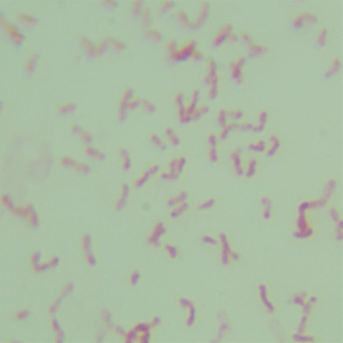 Autotrophic yellow bacillus-BNCC
