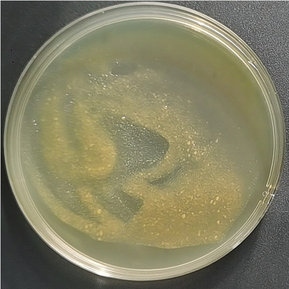 Autotrophic yellow bacillus-BNCC
