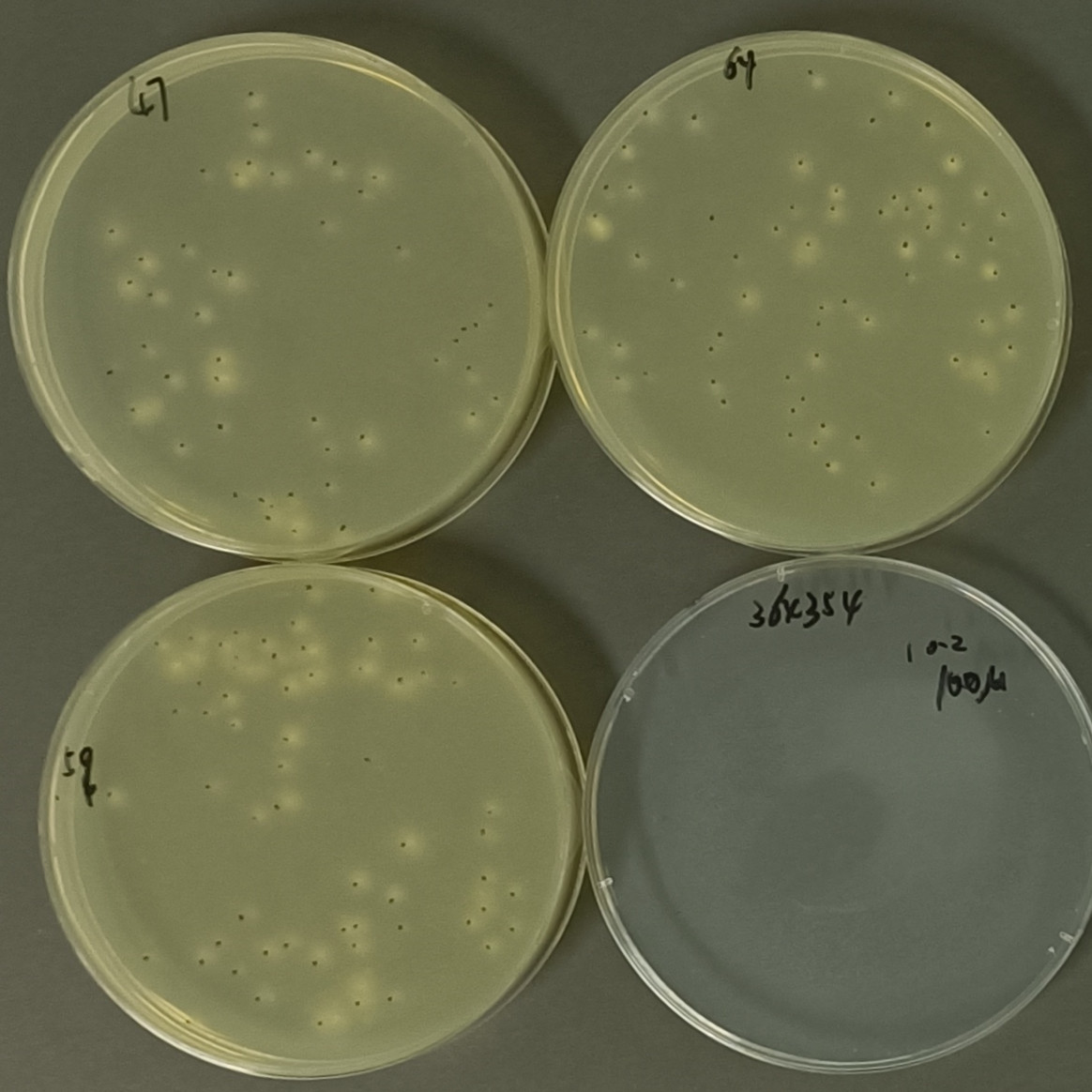 Quantitative Aspergillus brasiliensis Strain-BNCC