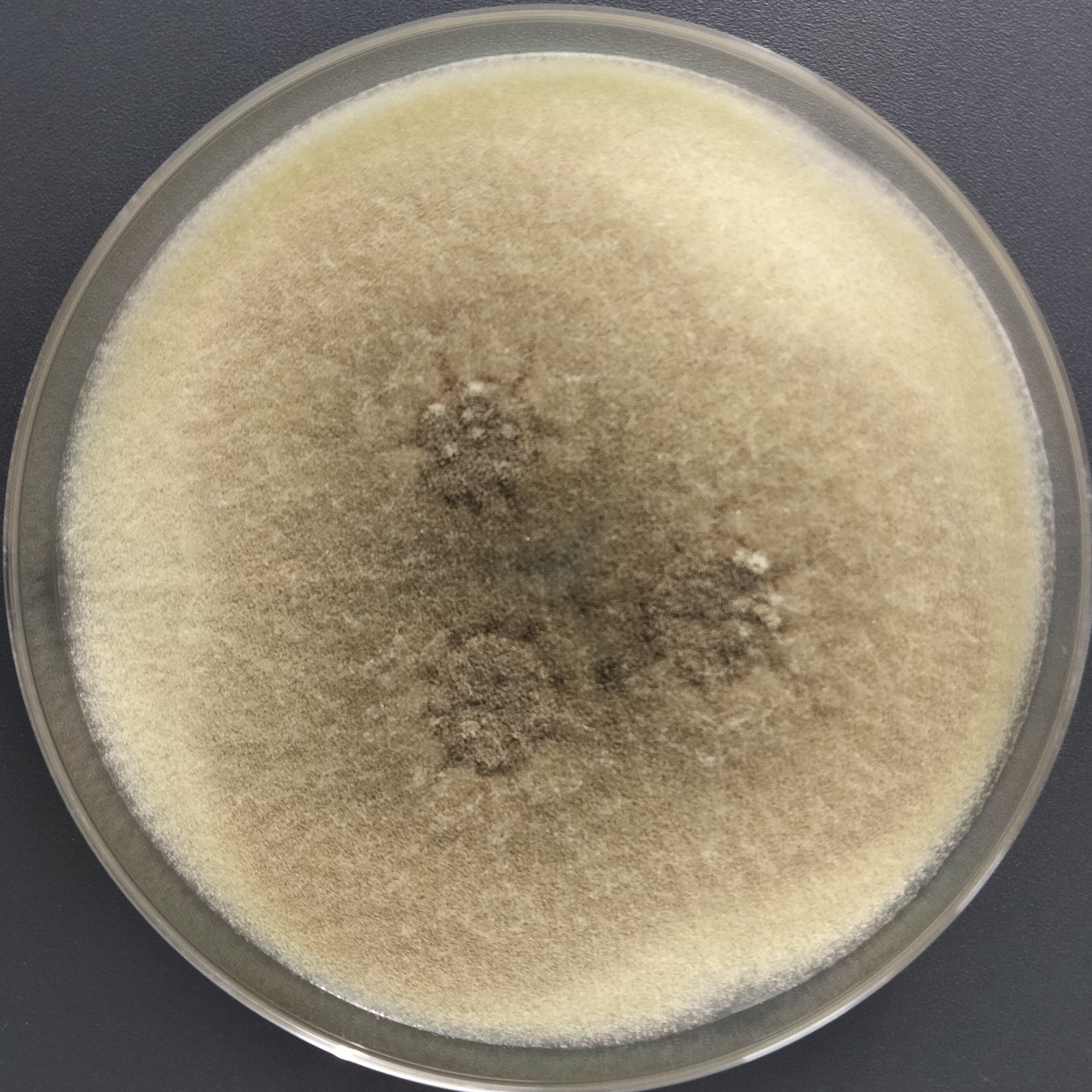 Quantitative Aspergillus brasiliensis Strain-BNCC