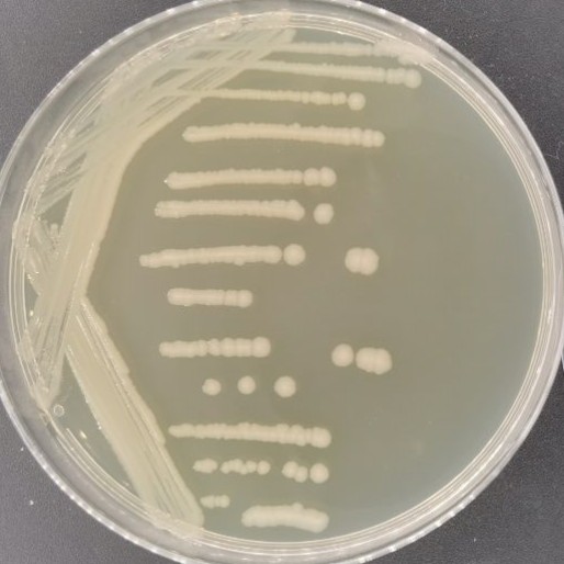 Shigella flexneri-BNCC