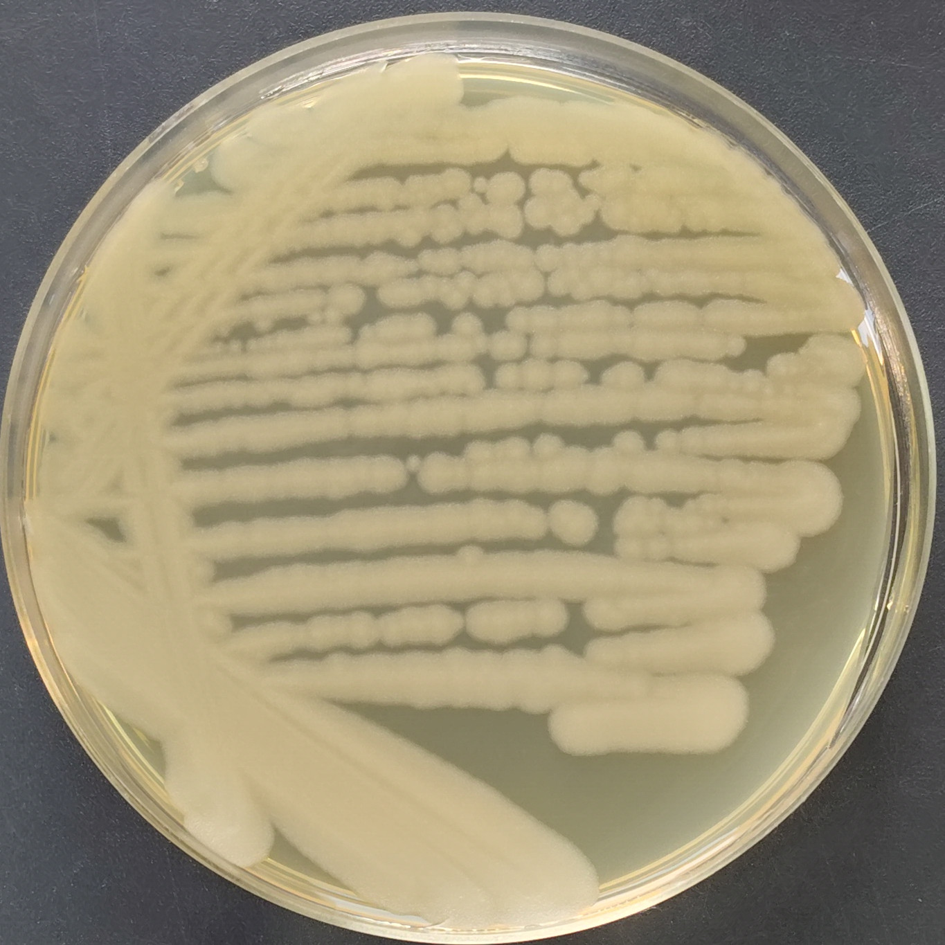 Bacillus thuringiensis-BNCC