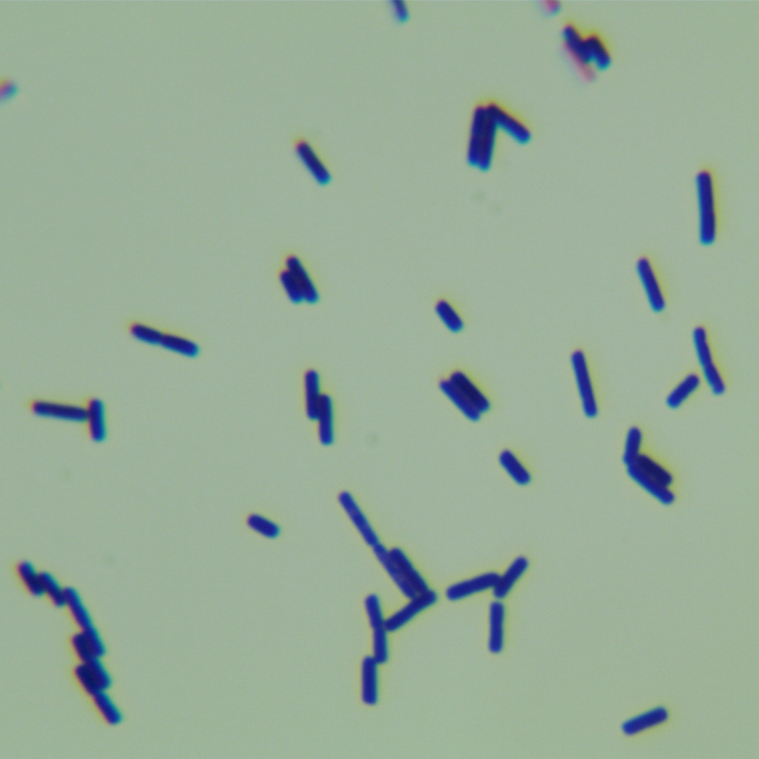Bacillus thuringiensis-BNCC