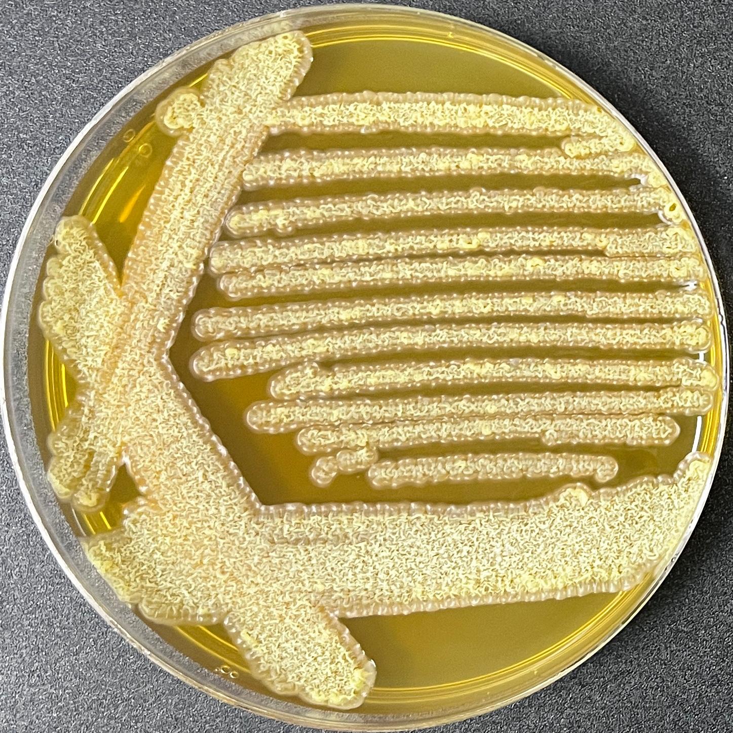 Streptomyces cracking subspecies-BNCC
