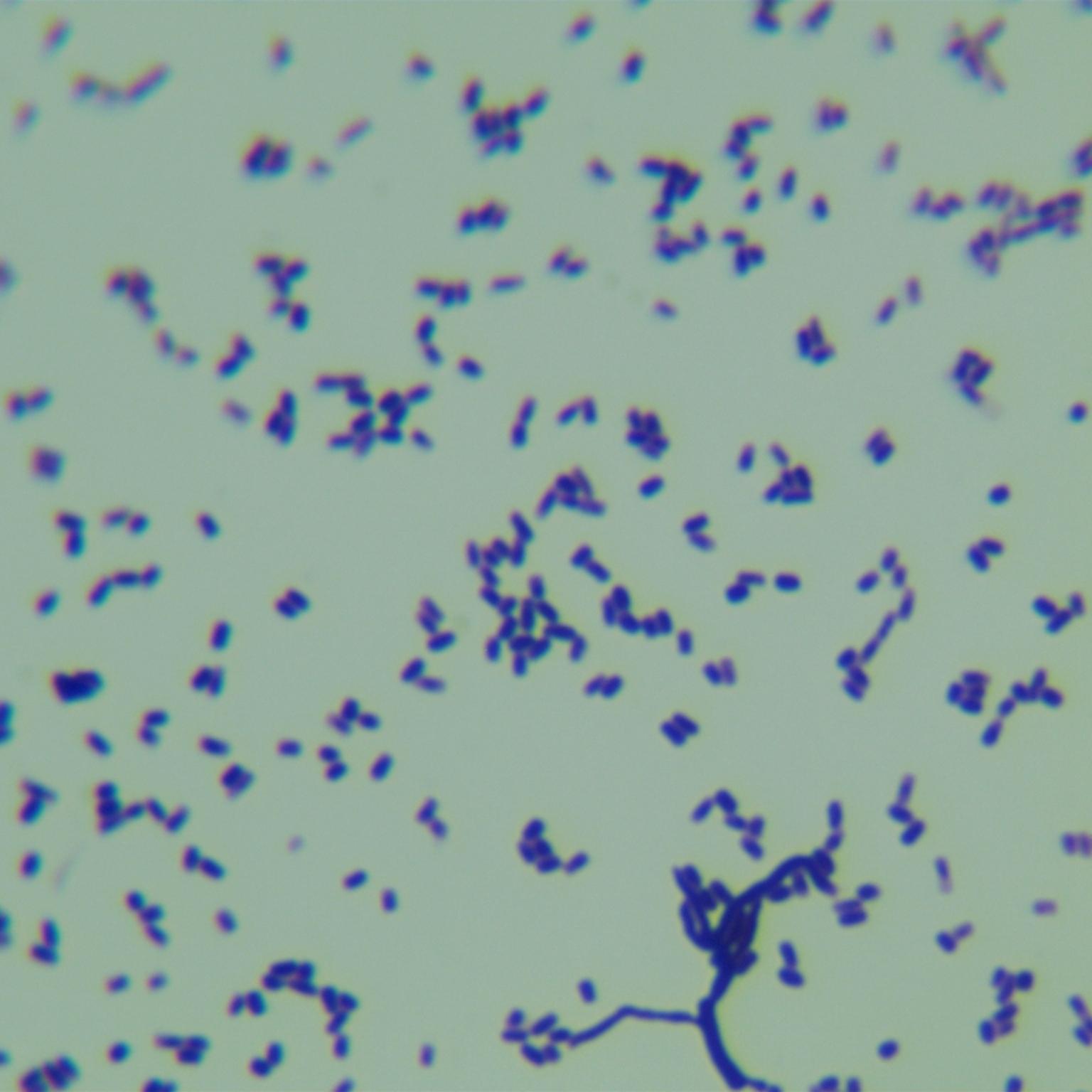 Grey Streptomyces-BNCC