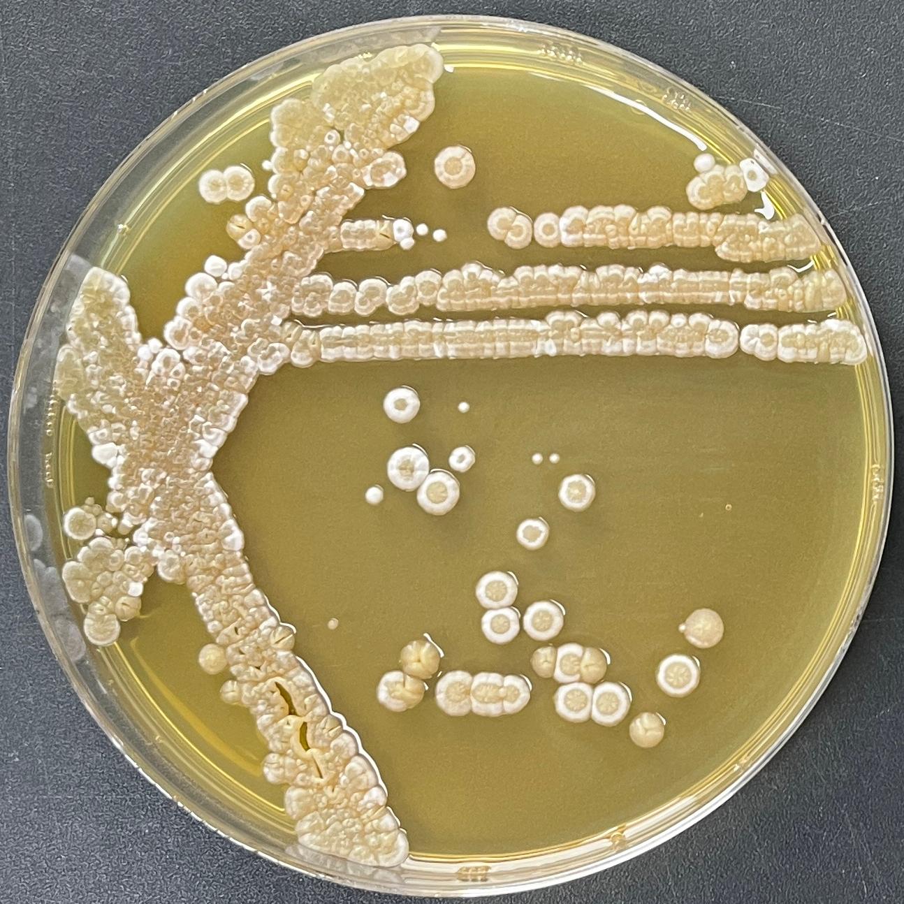 Grey Streptomyces-BNCC