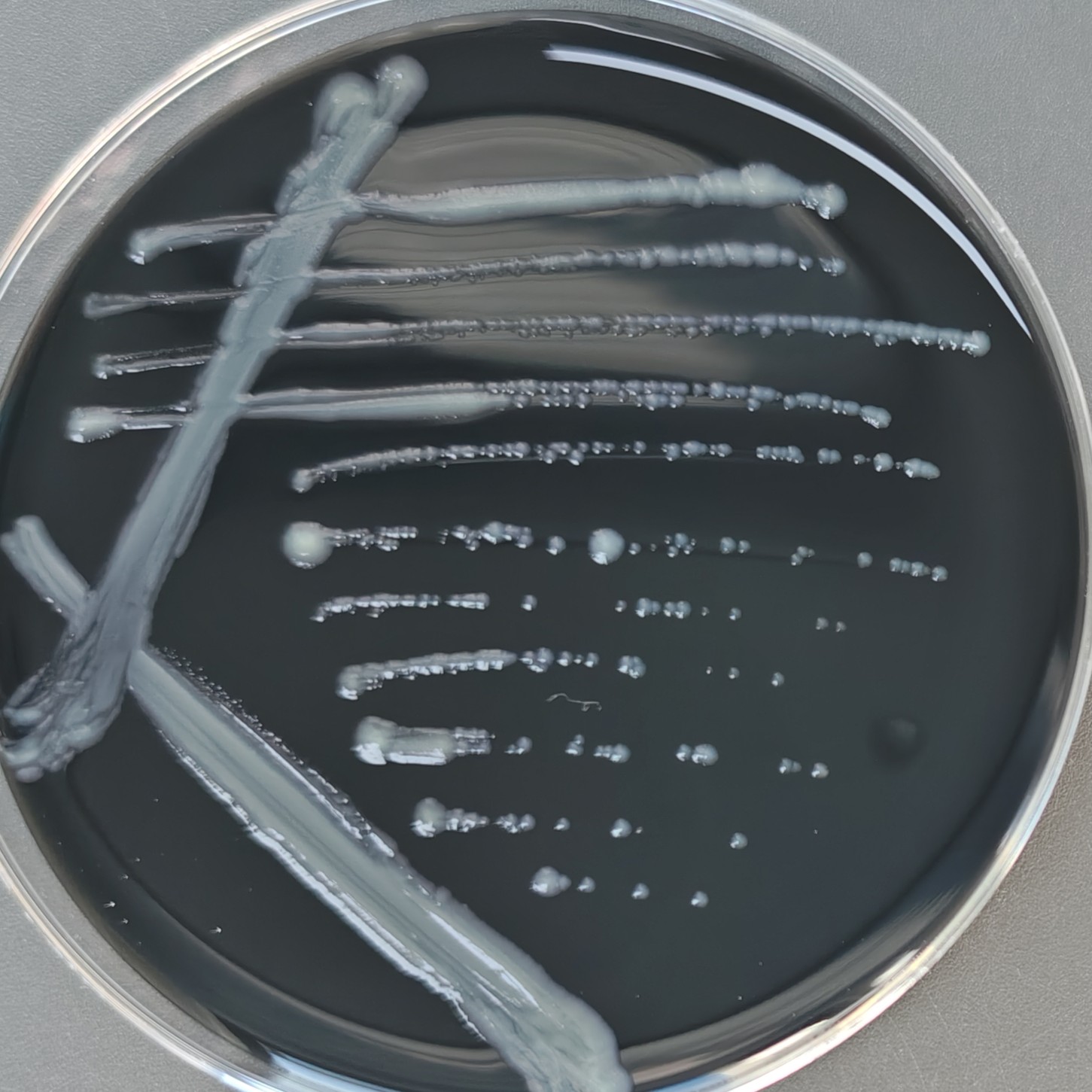 Israeli Legionella-BNCC