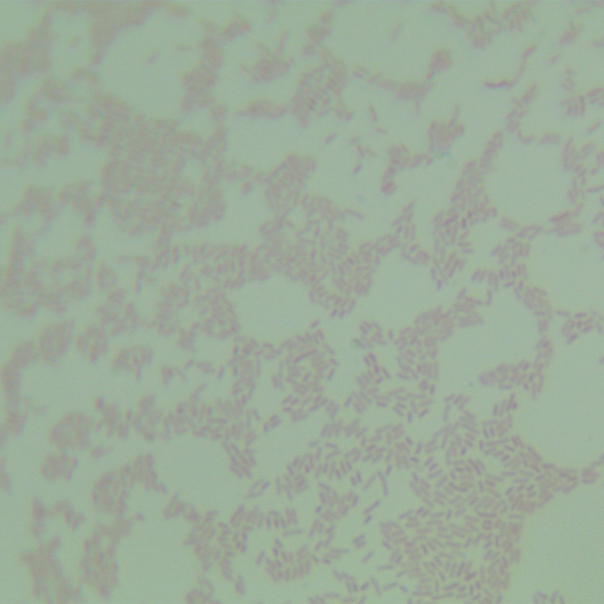 Israeli Legionella-BNCC
