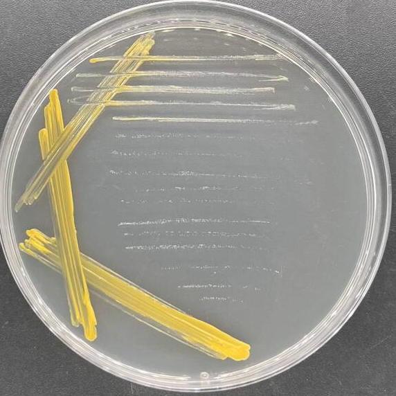 Agricultural mycobacteria-BNCC