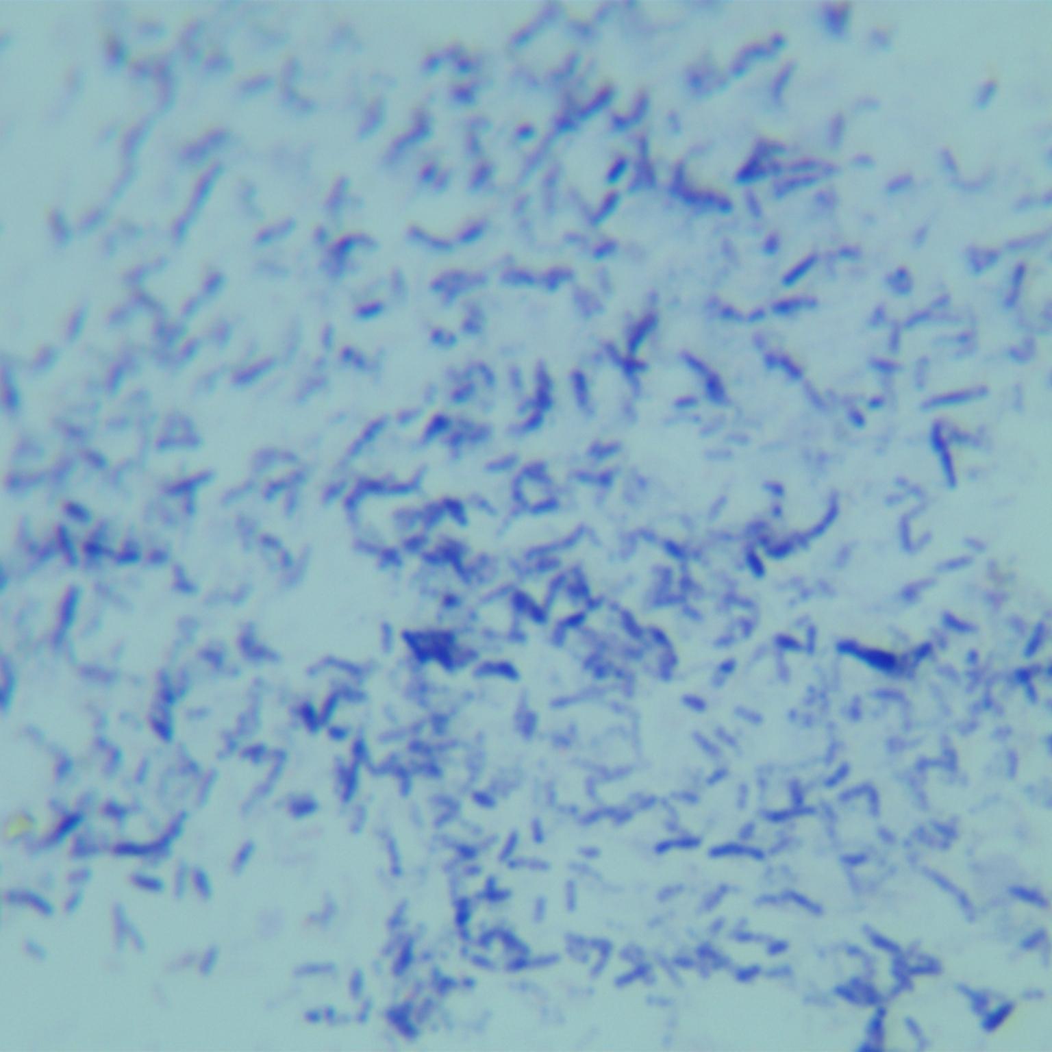 Agricultural mycobacteria-BNCC