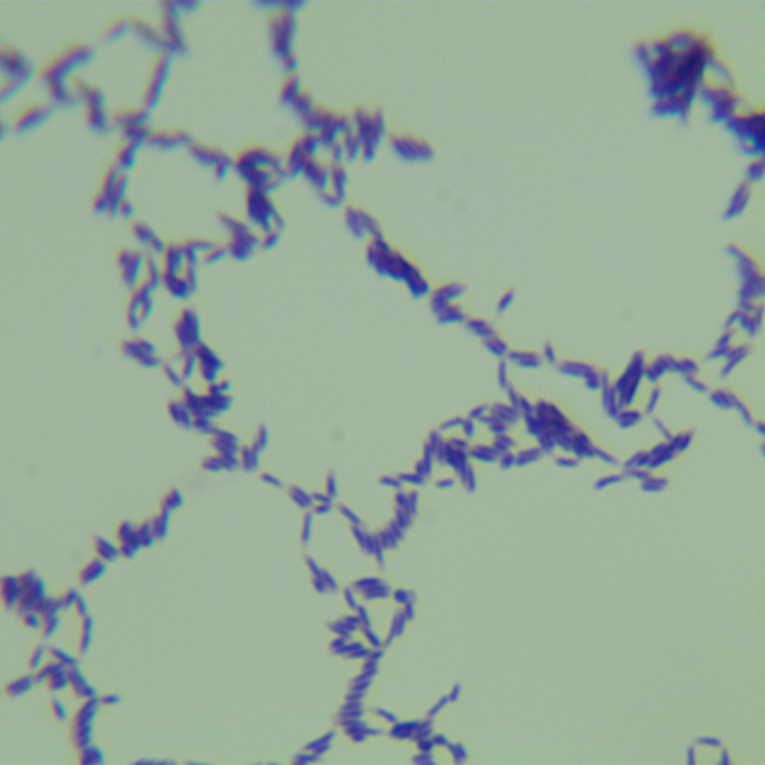 Mycobacterium-BNCC