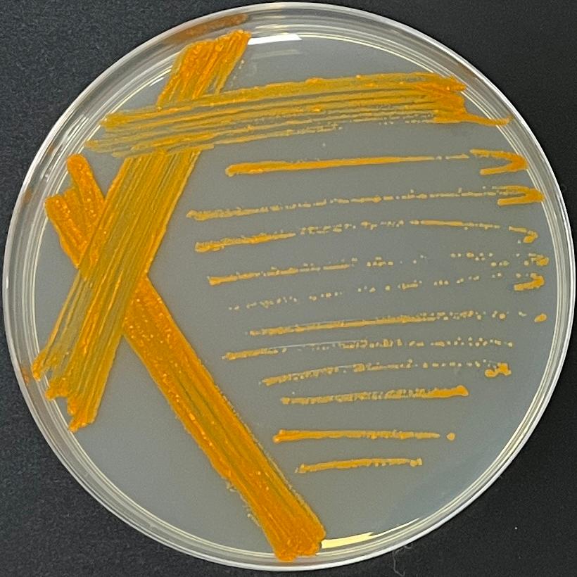 Mycobacterium-BNCC