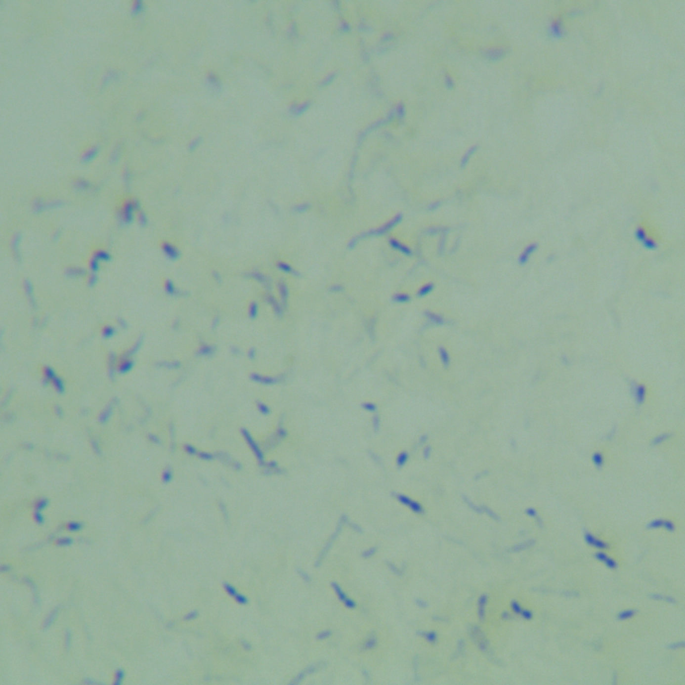 Mycobacterium parahaemolyticus-BNCC
