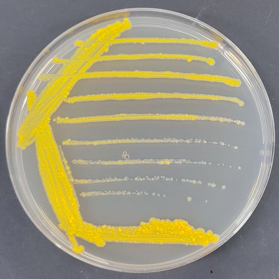 Grass branch bacteria-BNCC