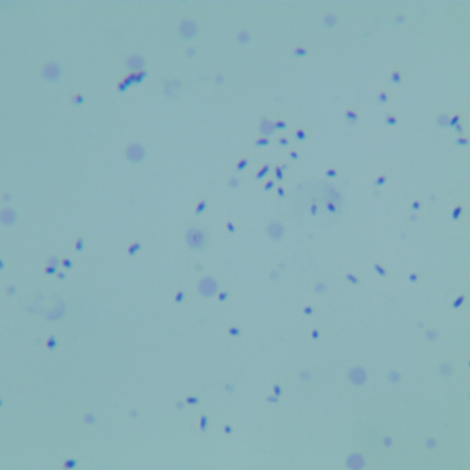 Grass branch bacteria-BNCC
