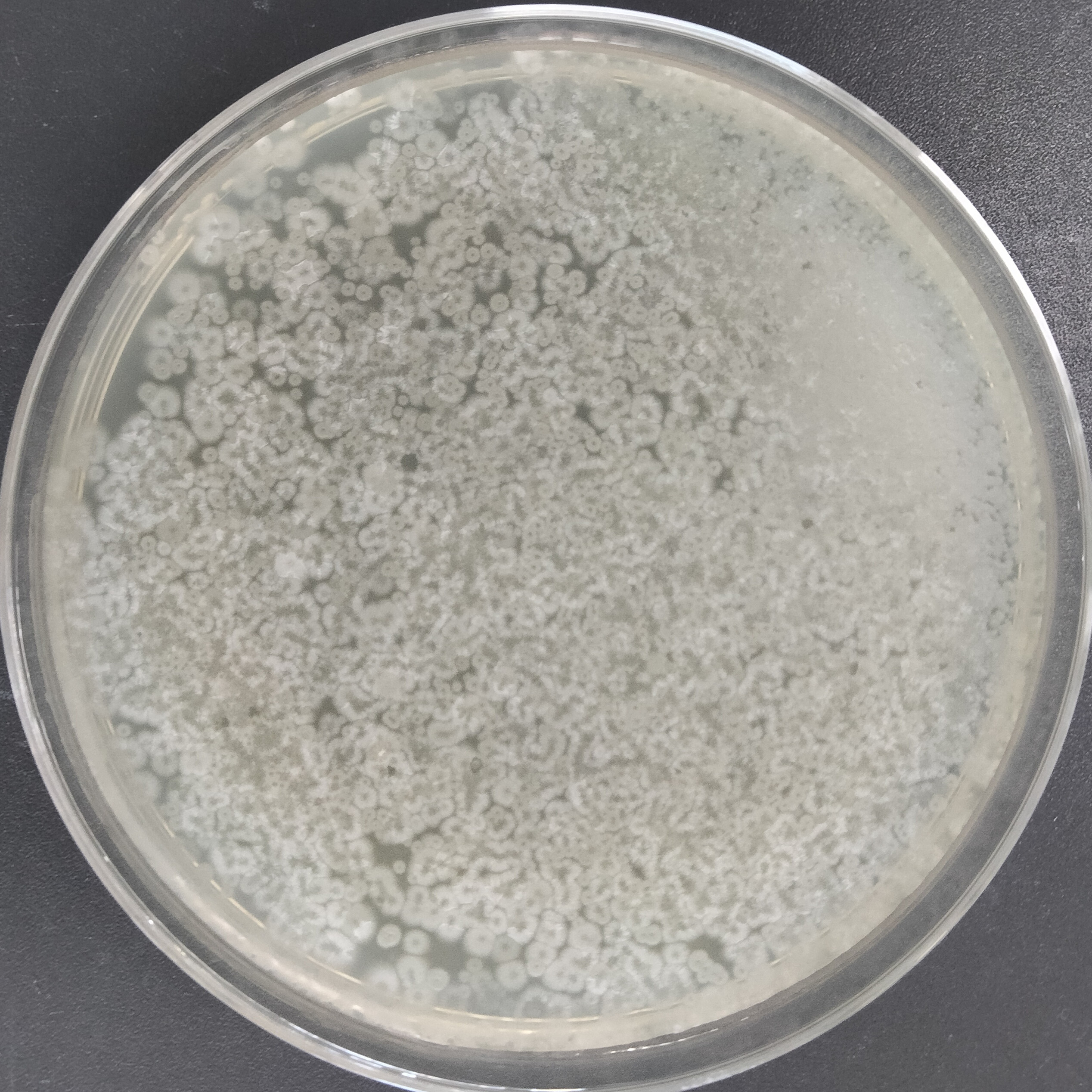 Daqu high-temperature actinomycetes-BNCC
