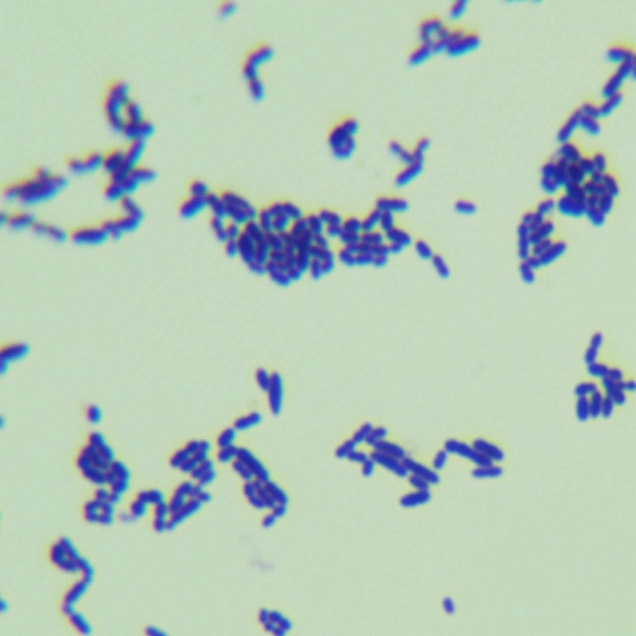 Streptococcus pyogenes-BNCC