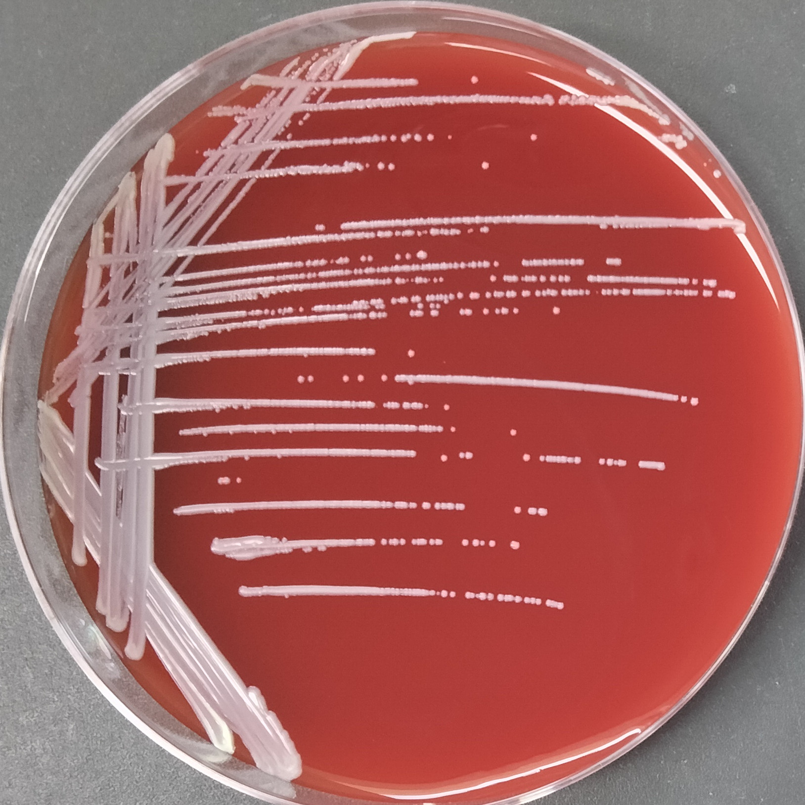 Staphylococcus amber-BNCC