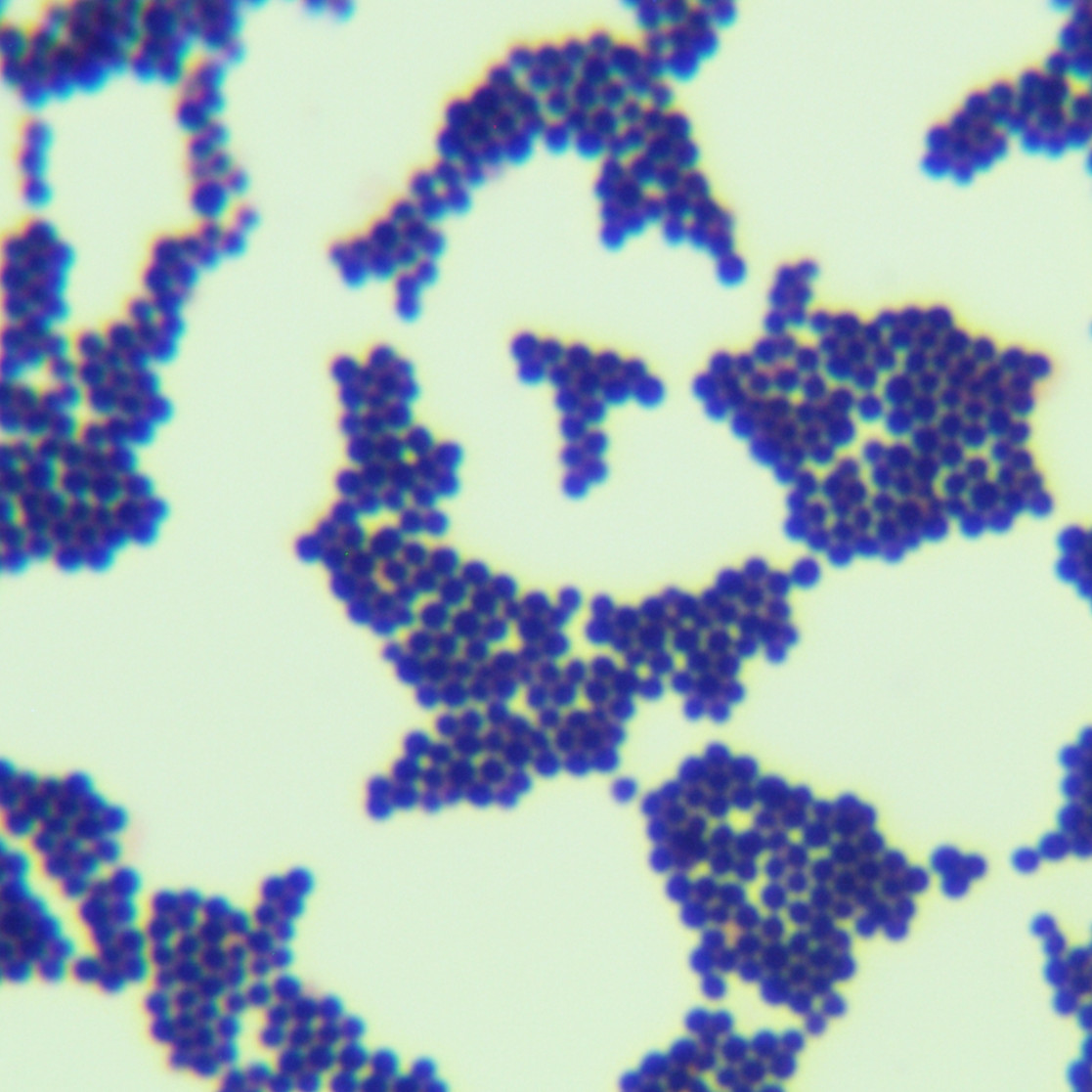 Staphylococcus amber-BNCC