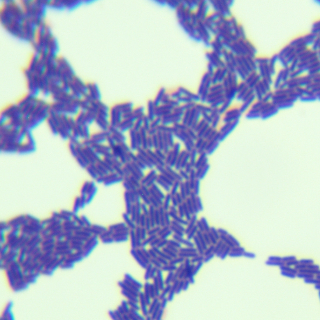 Neiger's liquid lactobacillus-BNCC