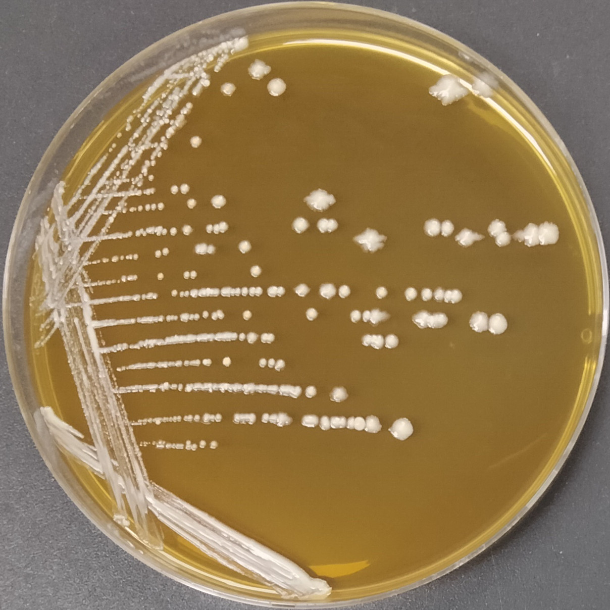 Neiger's liquid lactobacillus-BNCC