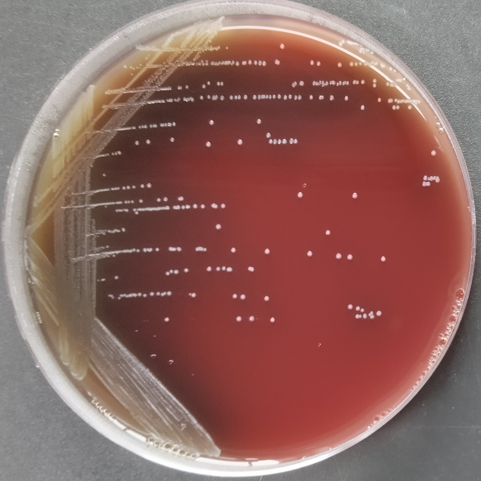Mouse oral streptococcus-BNCC