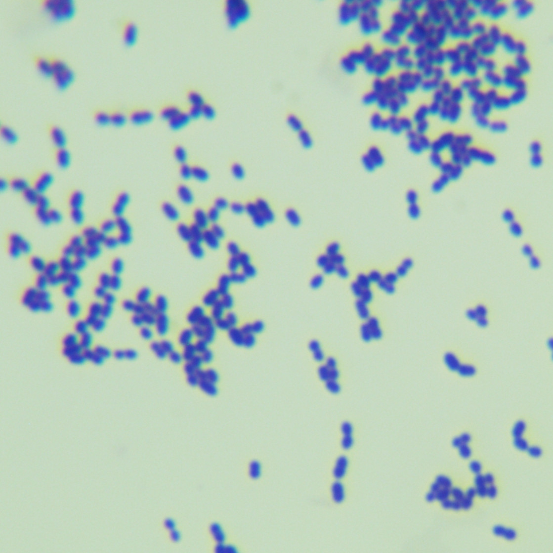 Mouse oral streptococcus-BNCC