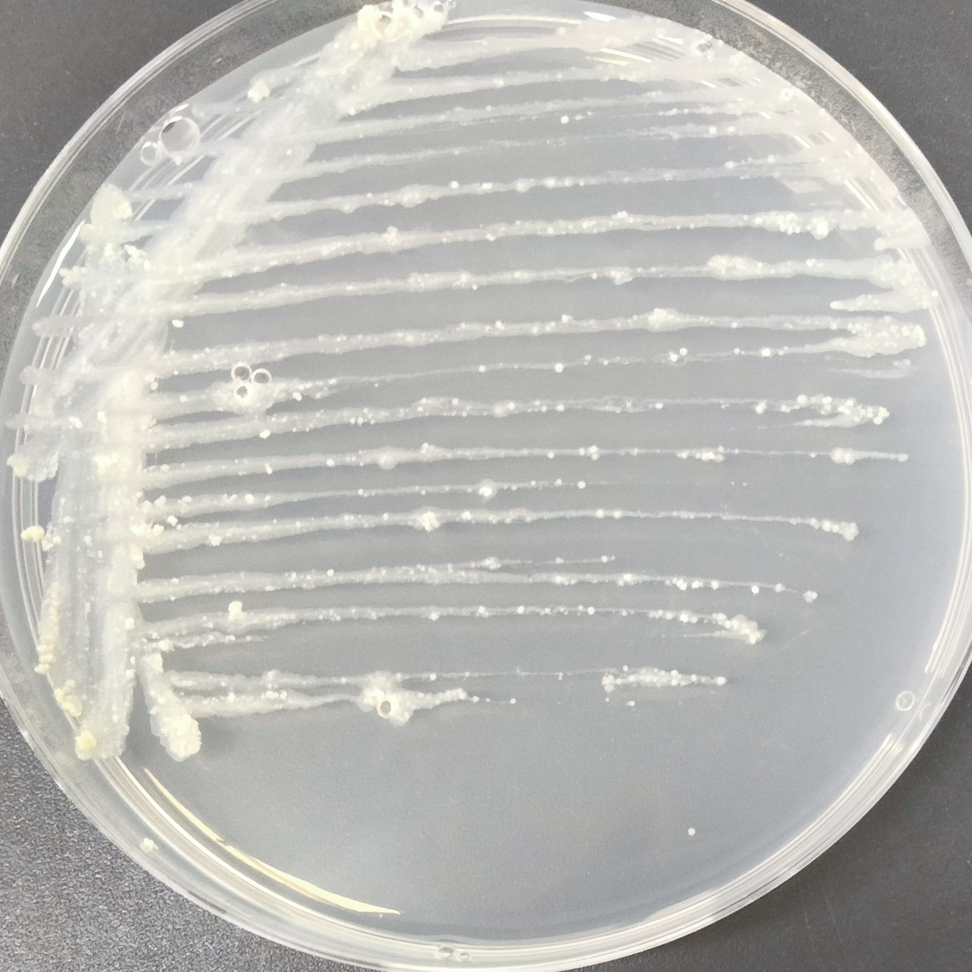 Bacillus subtilis-BNCC