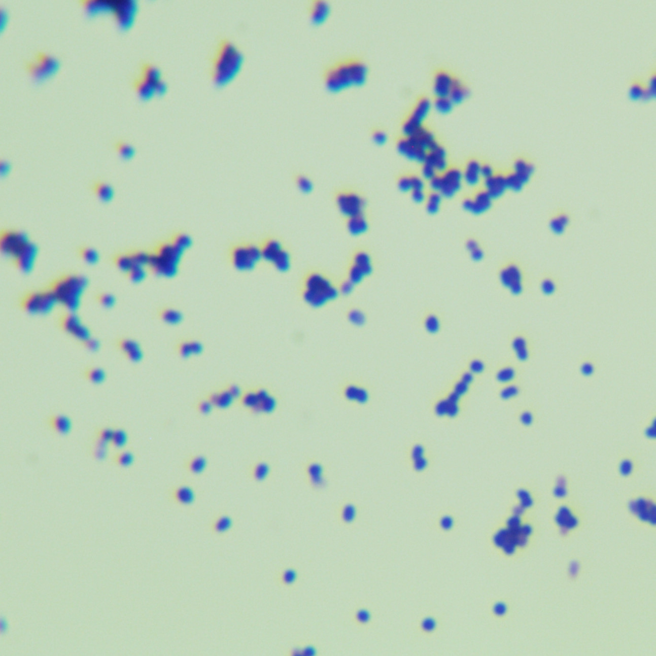 Bacillus subtilis-BNCC