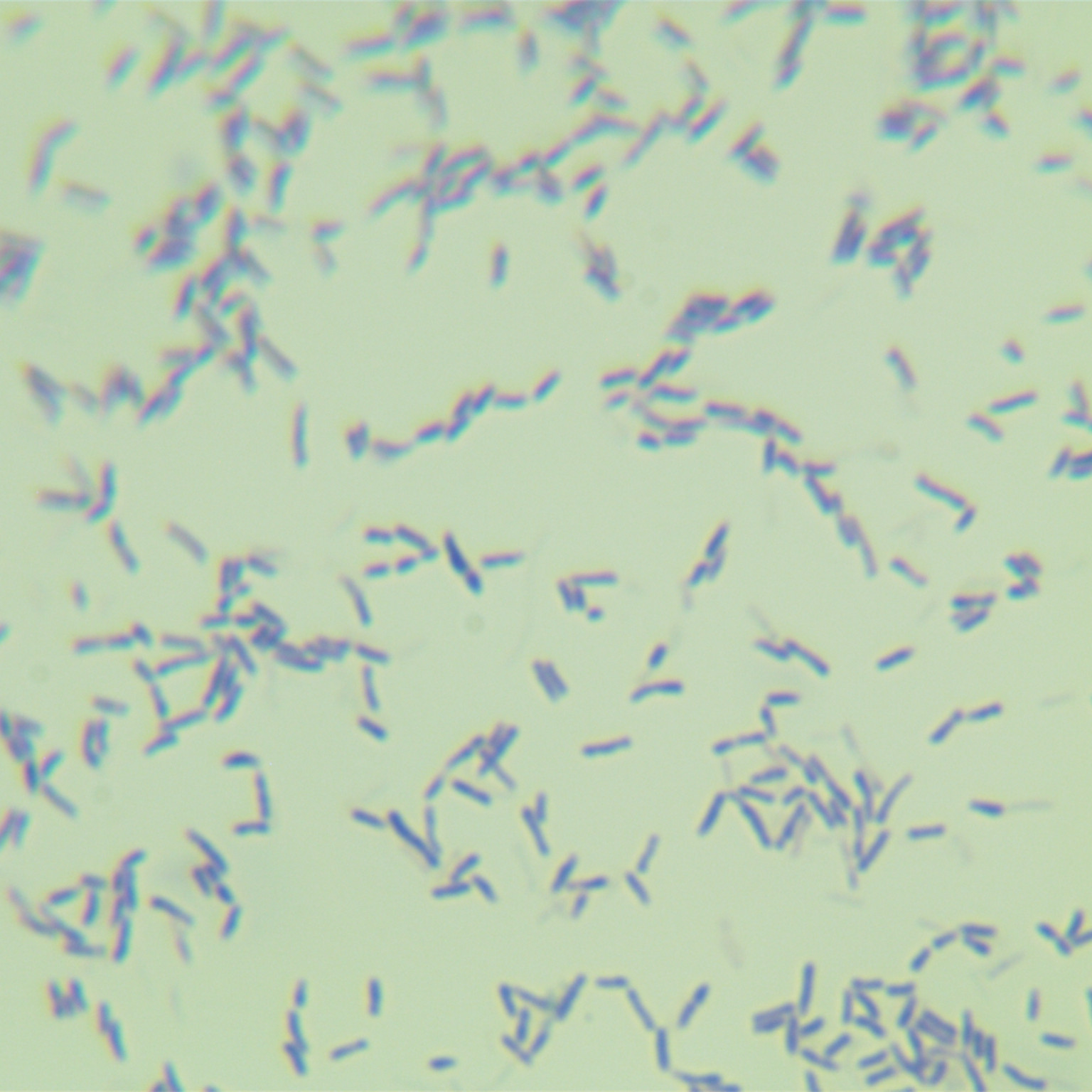 Actinomyces yochii-BNCC