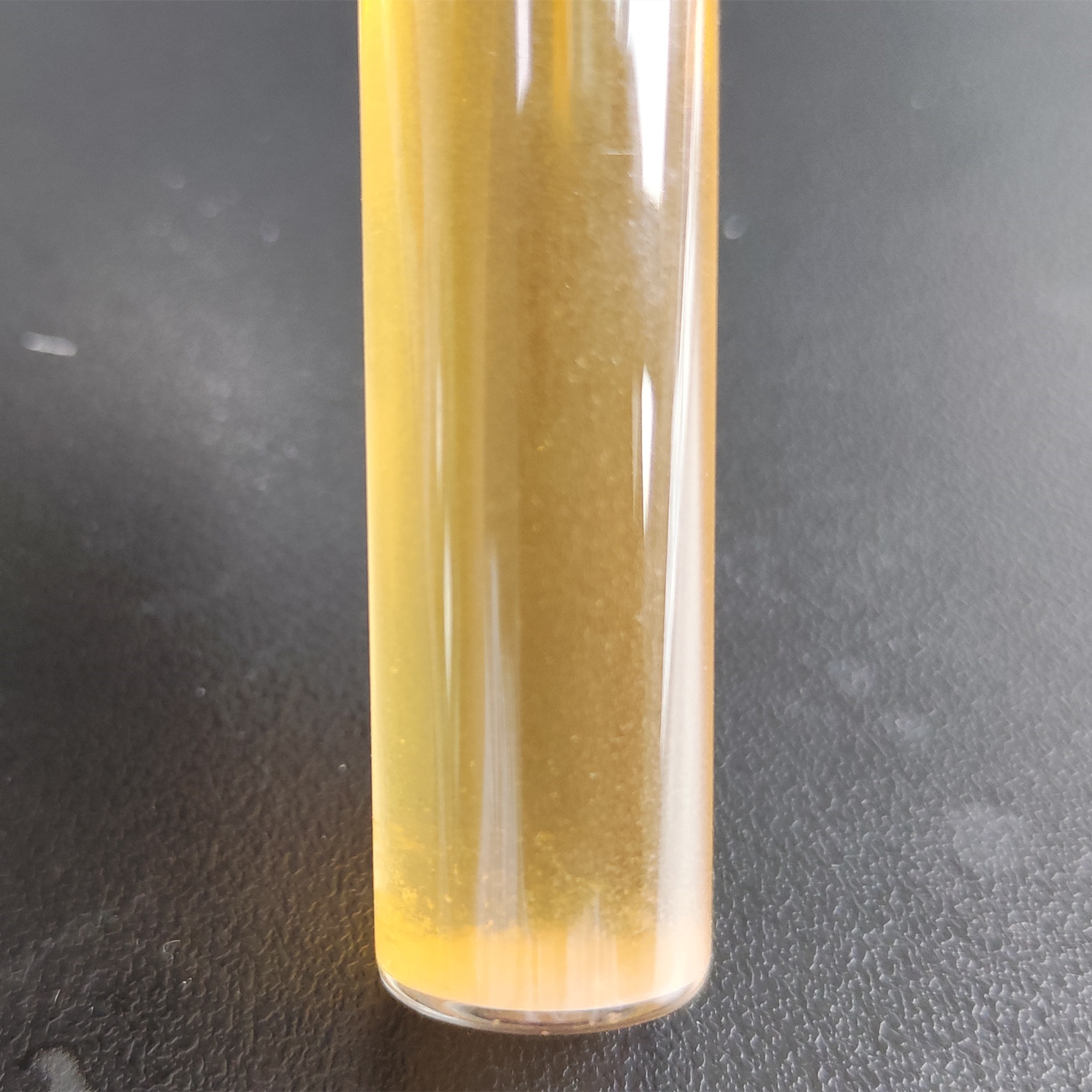 Actinomyces yochii-BNCC