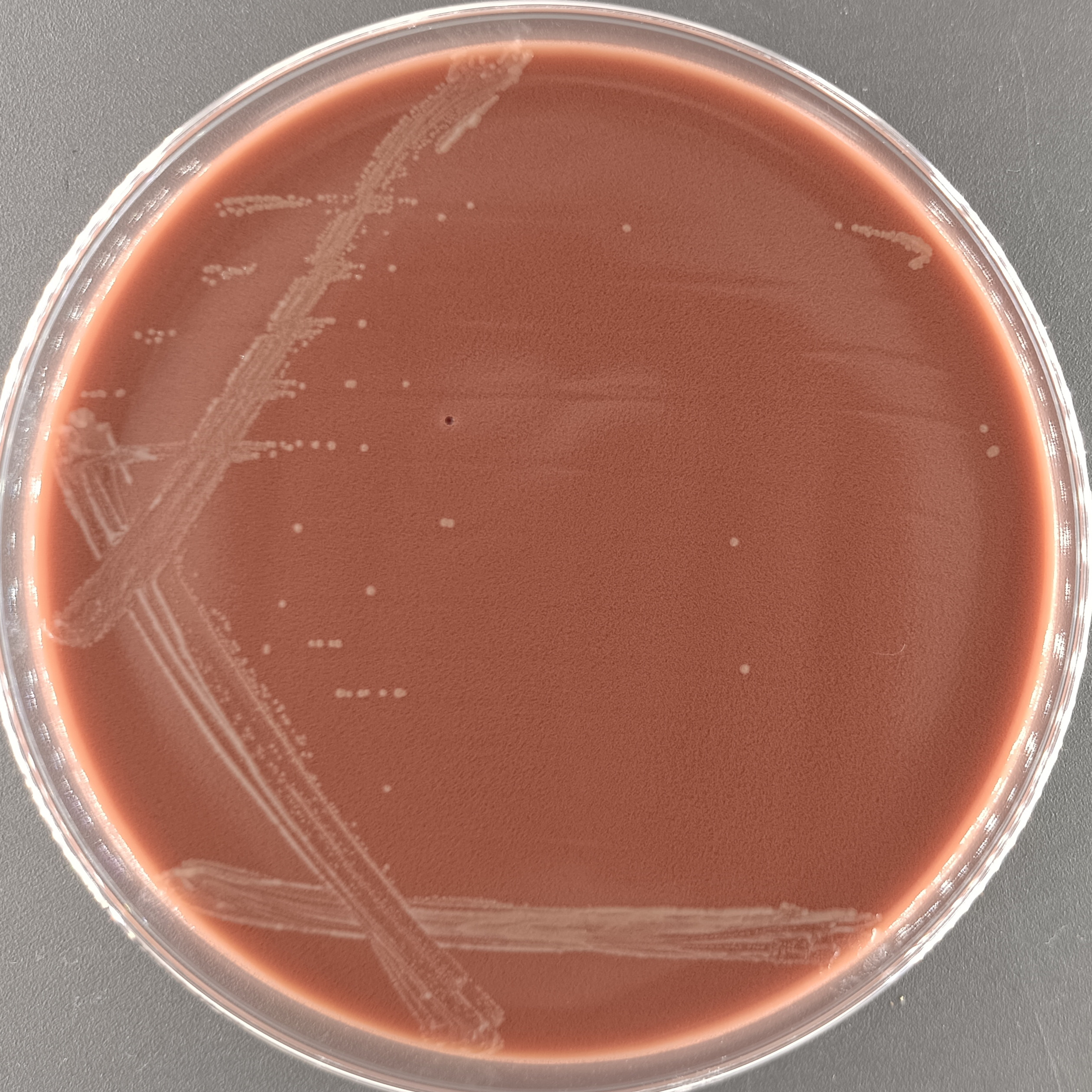 Cat Haemophilus-BNCC