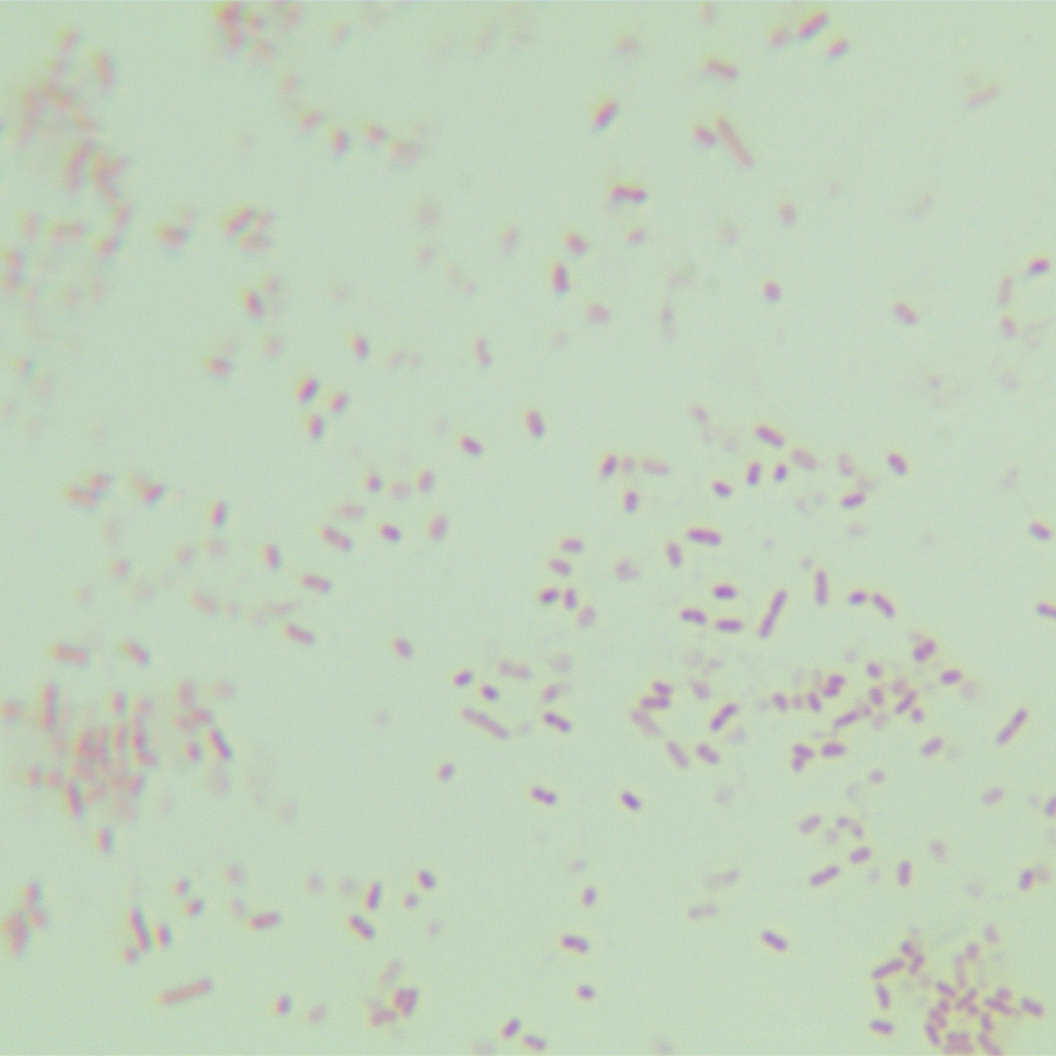 Cat Haemophilus-BNCC