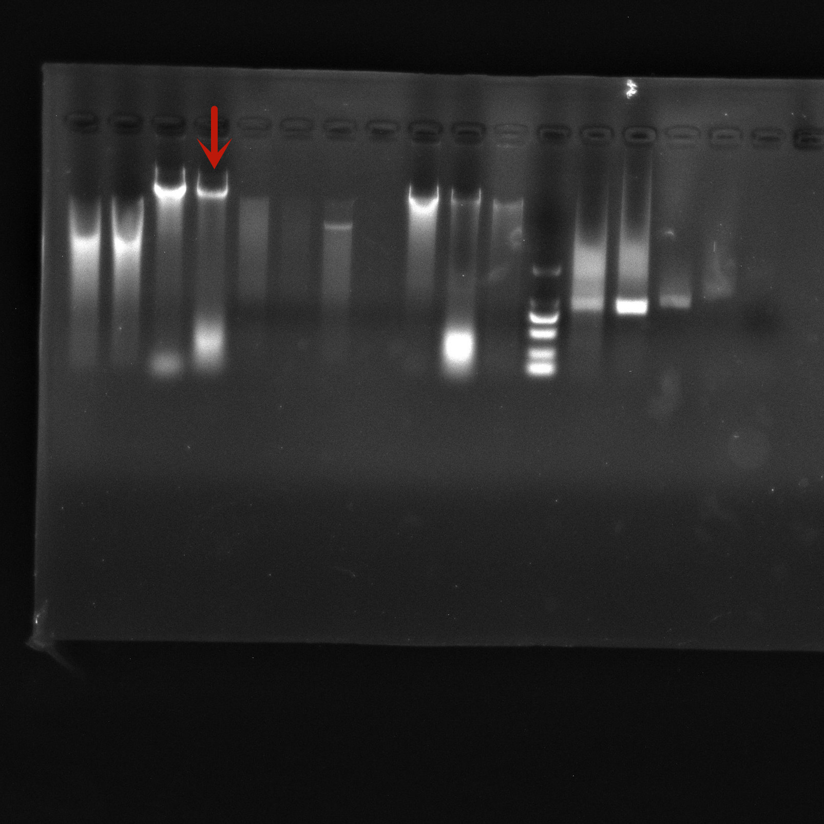 Pseudomonas aeruginosa-BNCC