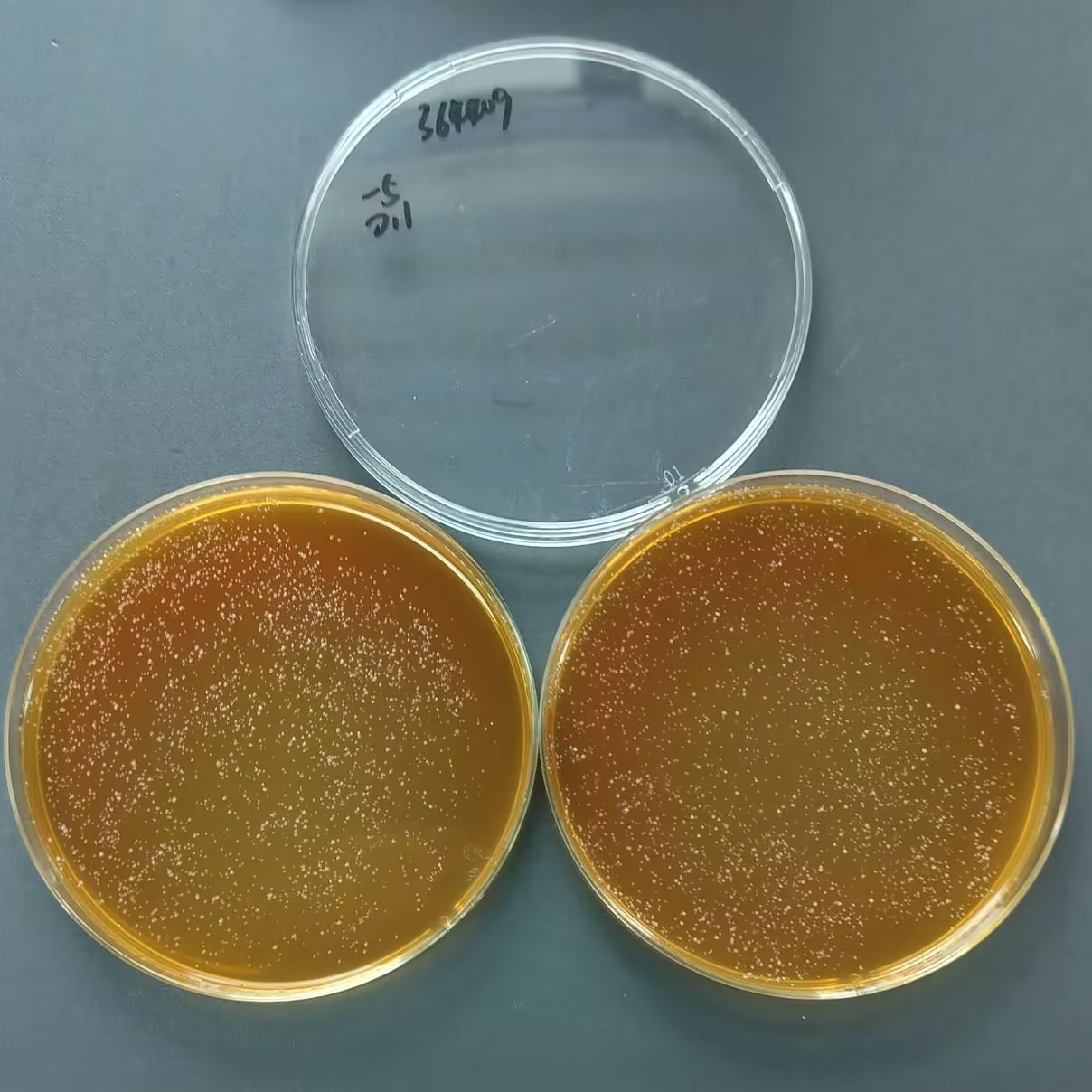 Lactobacillus casei-BNCC