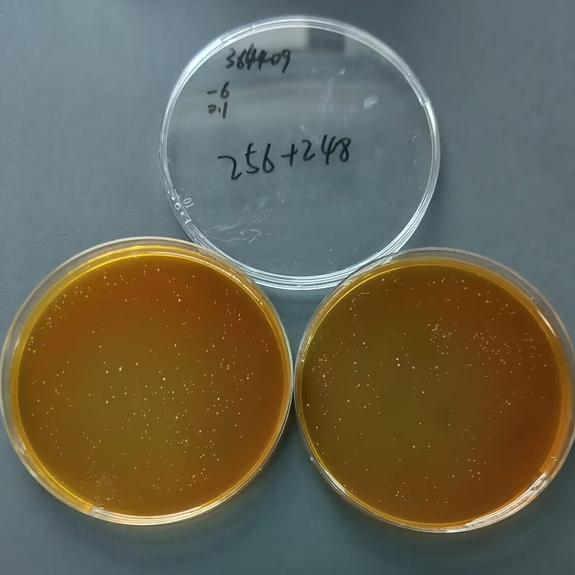 Lactobacillus casei-BNCC