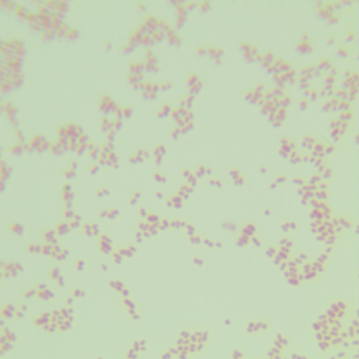 Yersinia pestis-BNCC