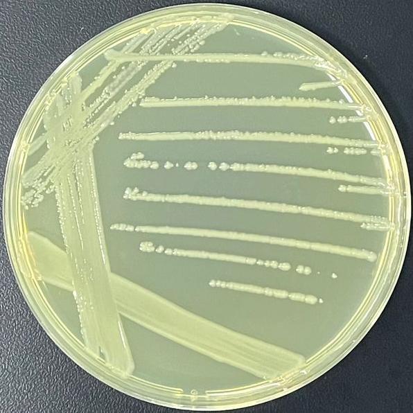 Yersinia pestis-BNCC