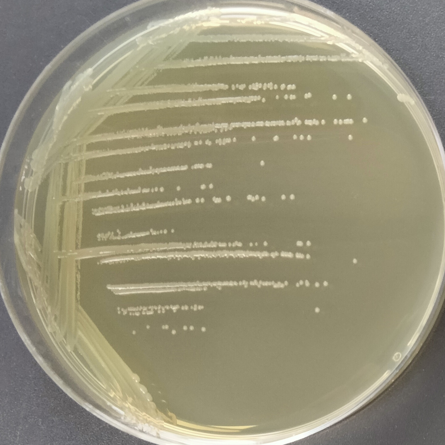 Gas producing Pasteurella-BNCC
