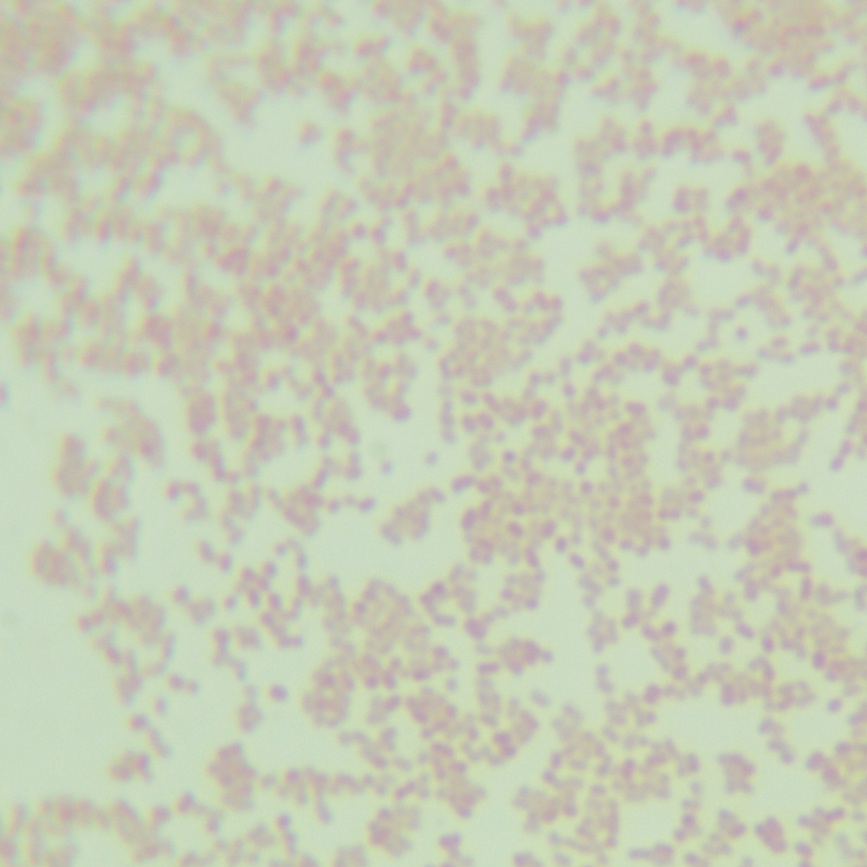 Gas producing Pasteurella-BNCC