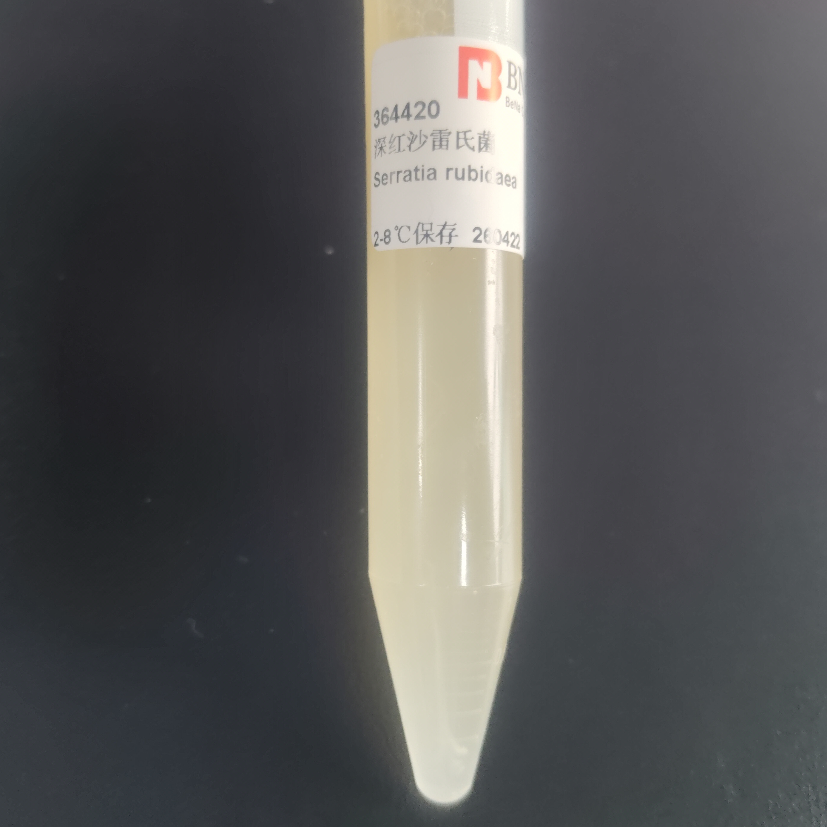 Deep red Serratia-BNCC