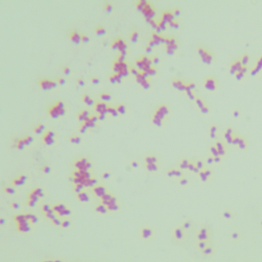 Deep red Serratia-BNCC
