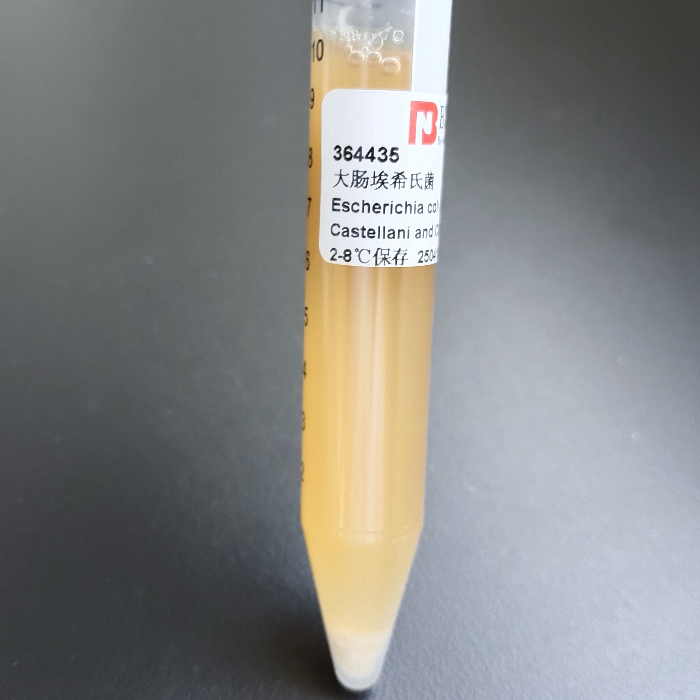 Escherichia coli-BNCC