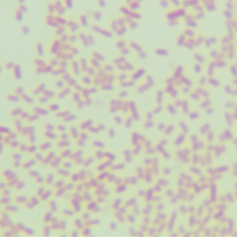 Escherichia coli-BNCC