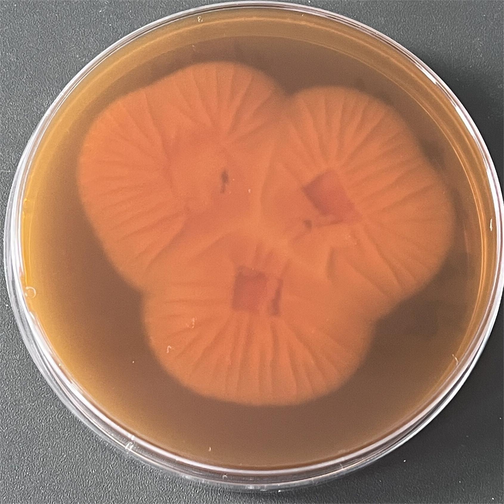 Aspergillus oryzae-BNCC