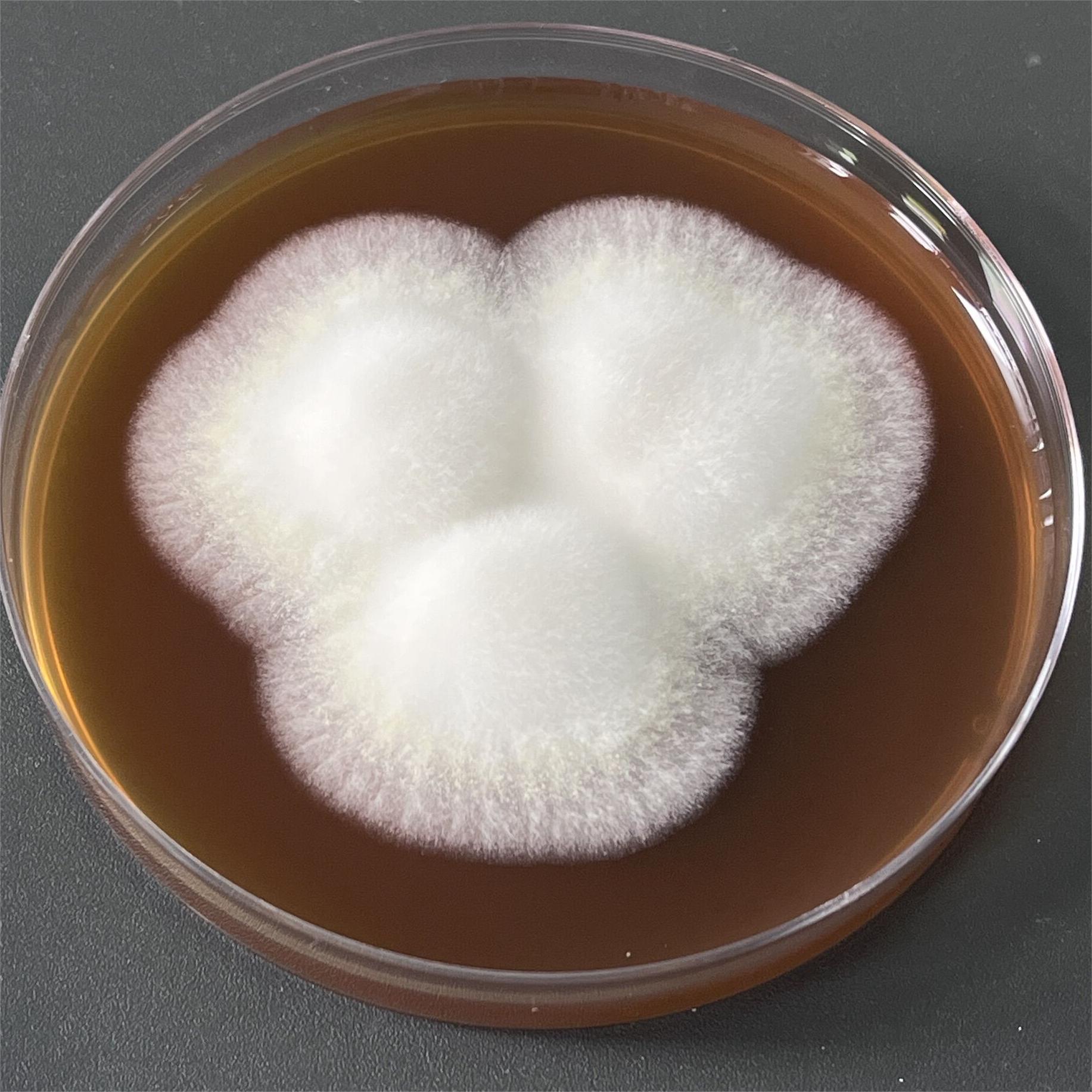 Aspergillus oryzae-BNCC